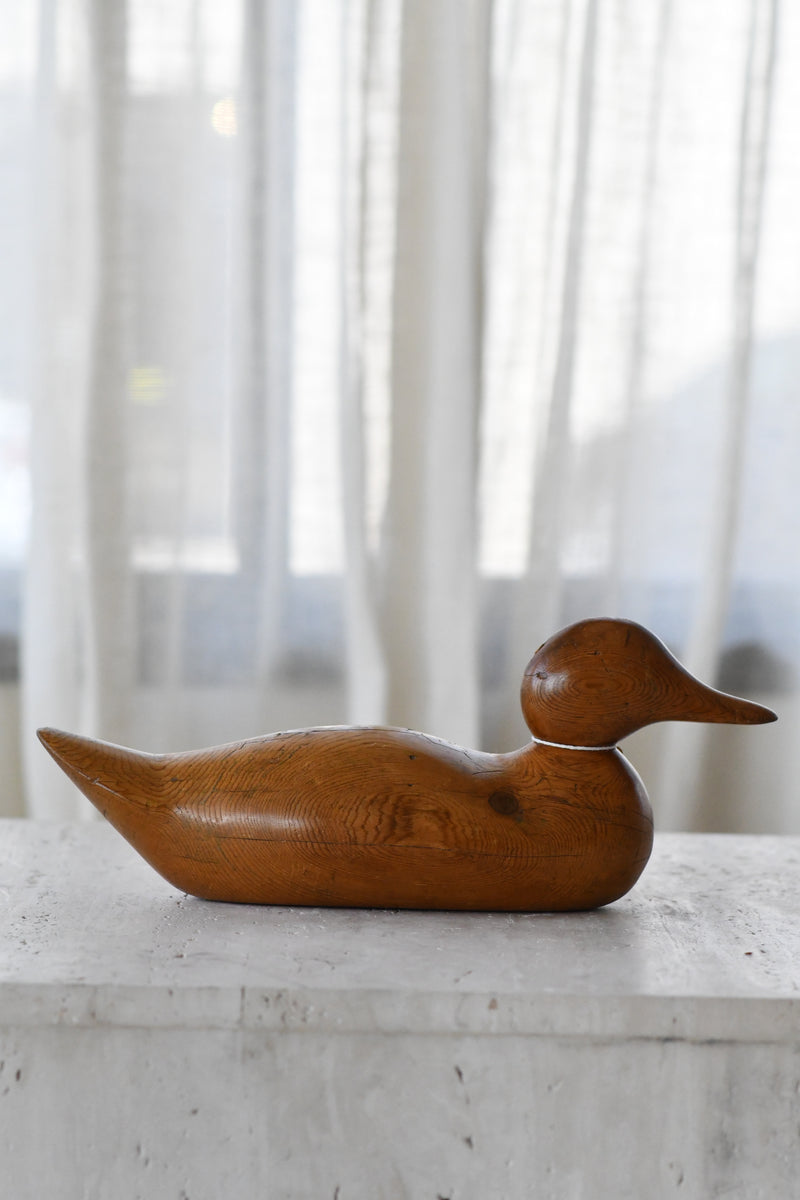 Duck
